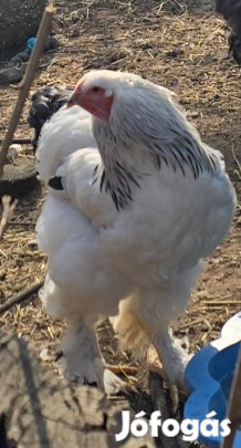 Columbian Brahma kakasok