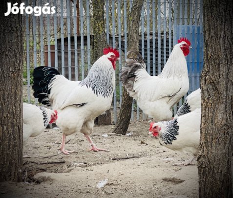 Columbian, Coronation Sussex csibe