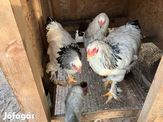 Columbian brahma kakasok