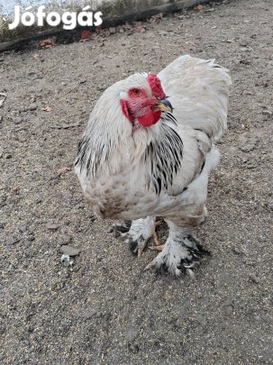 Columbian brahma kakasok ivarérettek