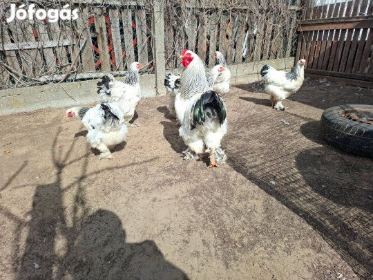 Columbian brahma tojás