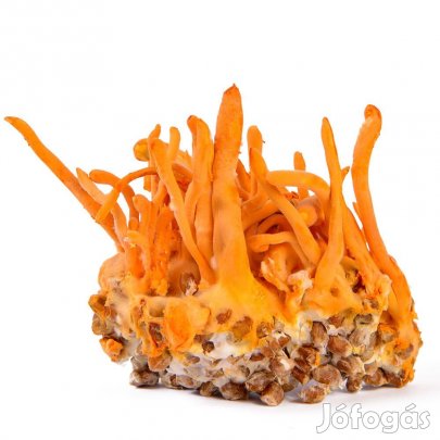 Cordyceps Militaris Gomba  Oltóanyag 10ml (6355)