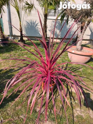 Cordyline Red Star