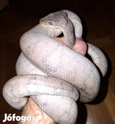 Corrallus hortulana hím eladó!