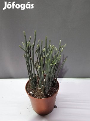 Crassula Muscosa
