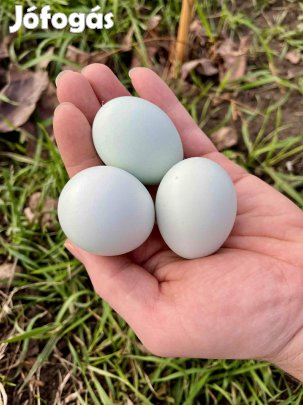 Cream legbar türkiz kék színű tojások