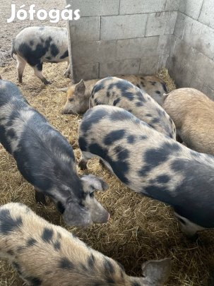 Csak ezen a héten - 7 süldök eladó vemhes