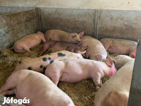 Családi gazdaságból húsjellegű hízósertések eladók Mélykútról!