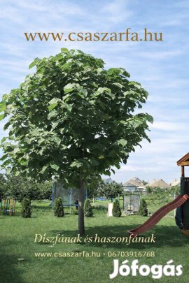 Császárfa Shan Tong