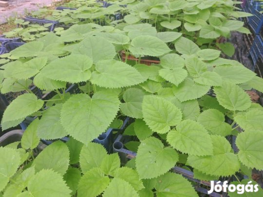 Császárfa minden méretben egész évben