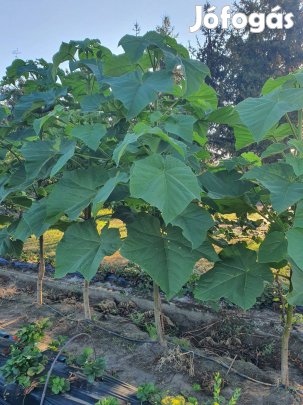 Császárfa termelőtöl