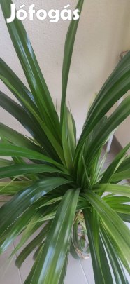 Csavarpálma, 1 méter 20 centis