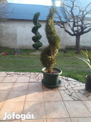 Csavart és pon pom formázott tuja