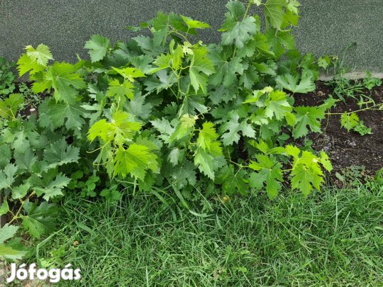 Csemege szőlő gyökeres hajtás vessző 9 db