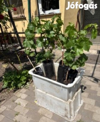 Csemegeszőlő Ukrán korai