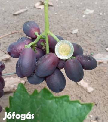 Csemegeszőlő csemete