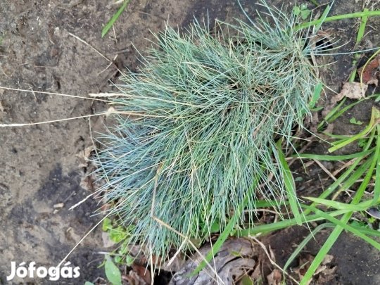Csenkesz tövek.