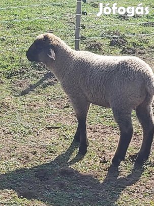 Csere 3 honapos kos bárány