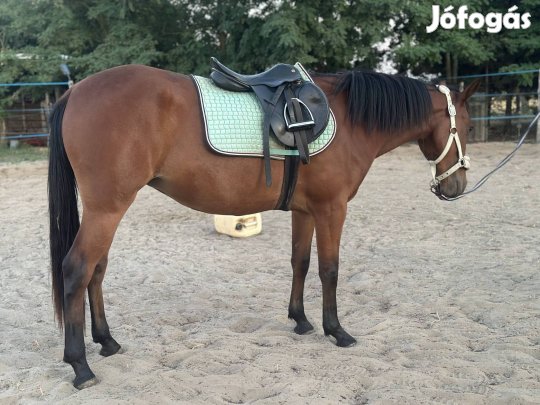 Cserélhető 3 éves kanca 