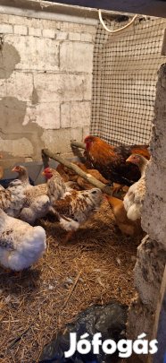 Cserélhető Kakasok!