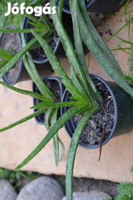 Elad orvosi aloe vera - Orszgosan - Piactr - Jfogs
