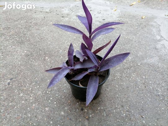 Cserepes bíborpletyka szöbanövények