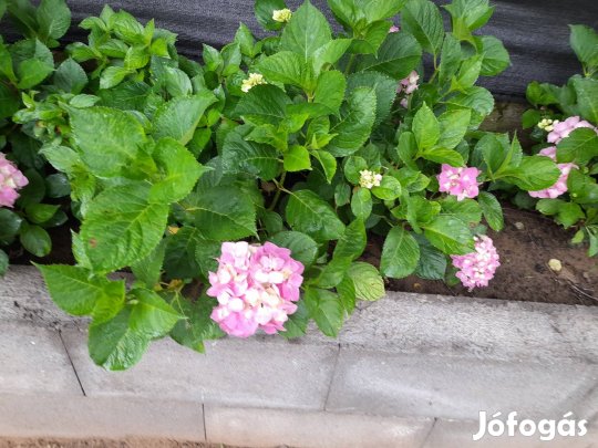 Cserepes hortenzia.