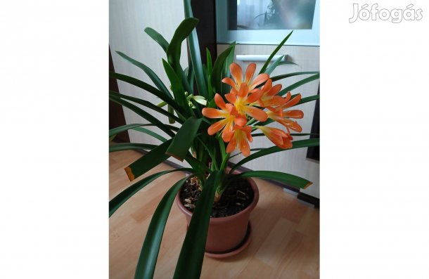 Cserepes virág, klívia eladó
