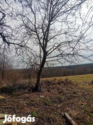 Cseresznye és diófa lábon állók eladó