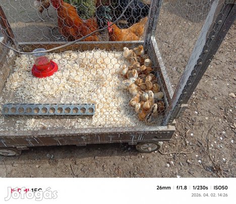 Csibe (március 26-i)