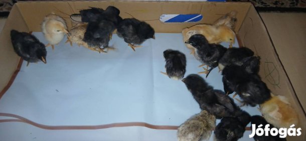 Csibék eladók