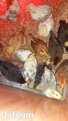 Csibék folyamatosan kaphatók!