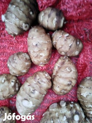 Csicsóka articsóka földi alma diabetikus cukorbetegség vegán diéta