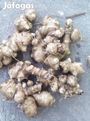 Csicsóka saját termesztésű vegyszermentesen eladó 500 Ft kg. Győr Étke