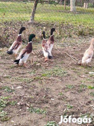 Csigaevő futókacsa, gyöngytyúkok új helyet keresenek