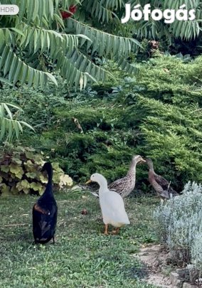 Csigaevő futókacsák eladók!