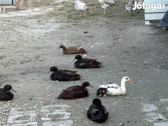 Csigaevő kacsa eladó