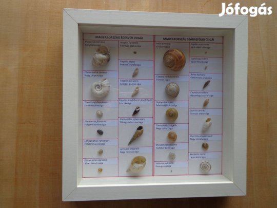 Csigaház gyűjtemény eladó