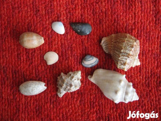 Csigák, kagylók vegyes méretben, formában