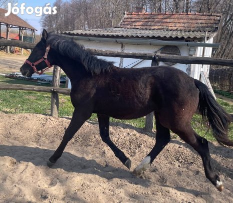 Csikó Cancara méncsikó Cassini l X Corofino l