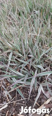 Csíkos pántlikafű