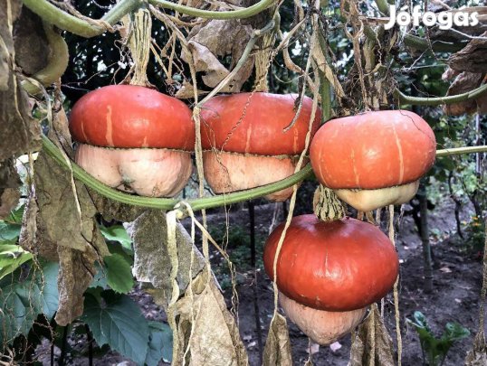 Csíkos sárga dísztök turbántök dísz tök vetőmag vető mag