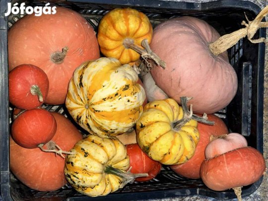 Csíkos sárga dísztök turbántök dísz tök vetőmag vető mag