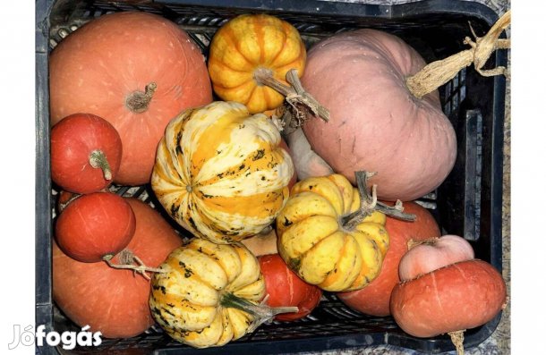 Csíkos sárga dísztök turbántök dísz tök vetőmag vető mag