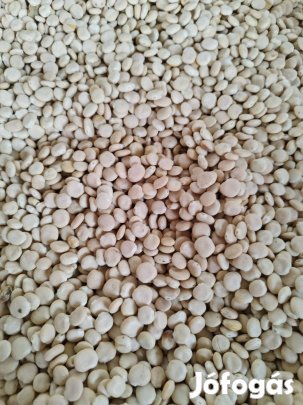 Csillagfürt mag eladó!