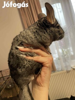 Csincsilla (kisfiú)