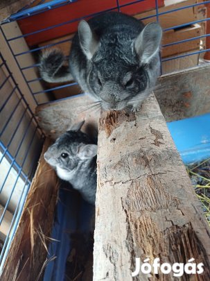 Csincsilla eladó vagy csere.