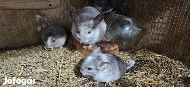 Csincsilla kölykök eladók!