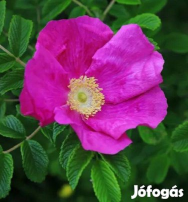 Csipkebogyó csemete (japán rózsa)