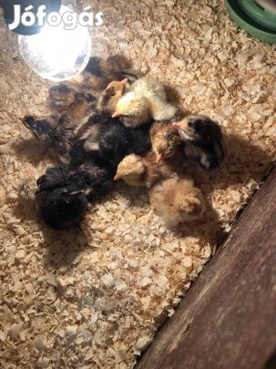 Csirke Húsvétra napos kettős hasznú